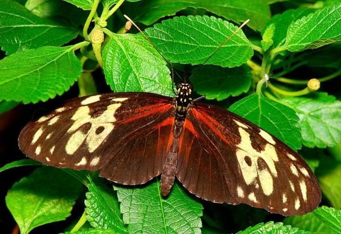 Бабочки (13 фото)