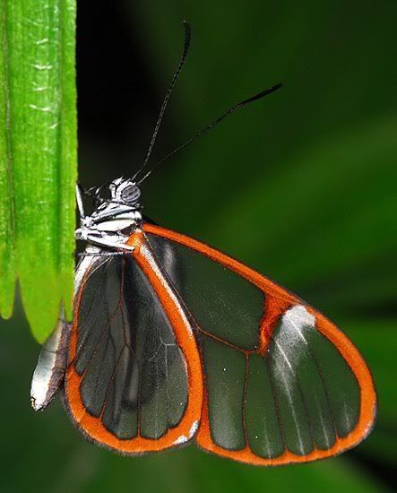 Бабочки (13 фото)