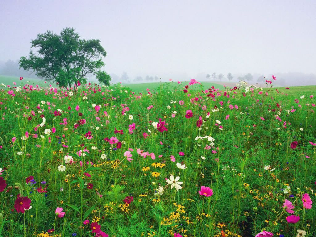 flower field photo: flower field#6 Field_of_Black-eyed_Susans_and_Cosm.jpg