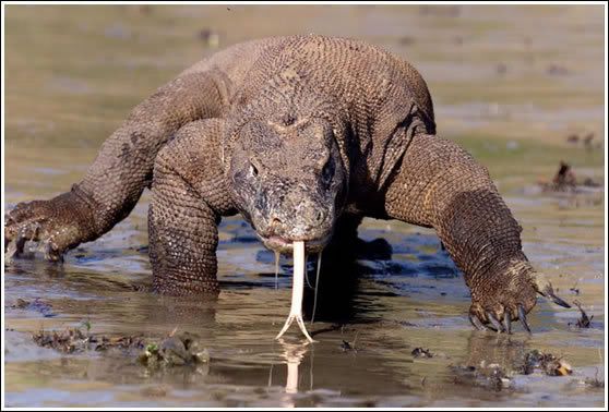  komodo dragon 