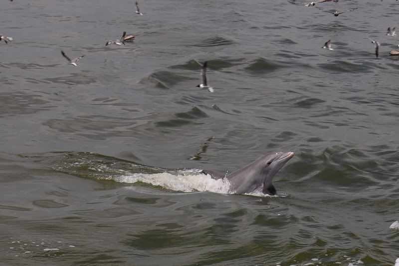 dolphin2.jpg