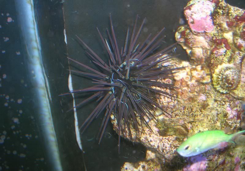 urchin.jpg