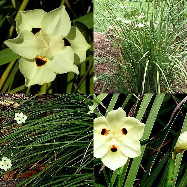 8 Spanish Lily Yellow Wild Iris Plants Peacock Flower Butterfly Dietes