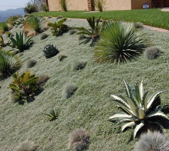 Dymondia Margaretae As Lawn In Succulent Garden Photo by heico777