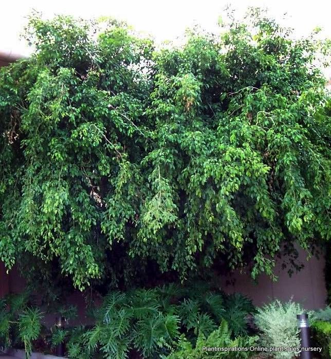 Ficus Benjamina Tropical Tree Weeping Fig Ornamental Garden Pot Plants