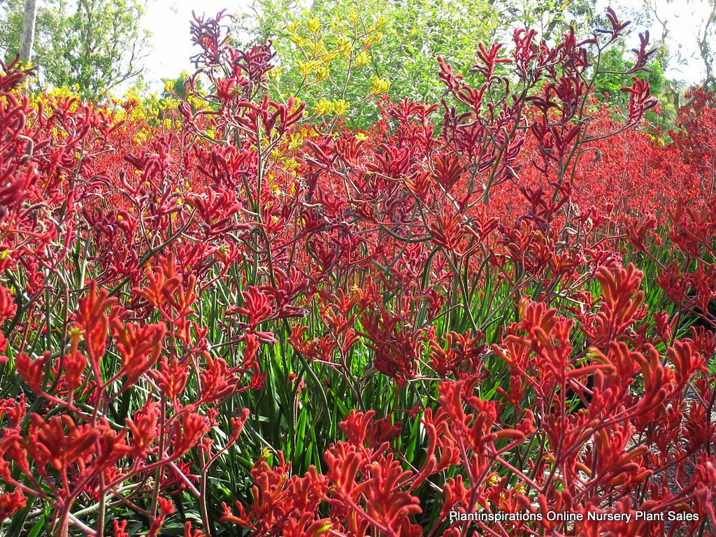 Kangaroo_paw_anigozanthos_flavidus_Red_Australian_ Native_Garden_Plants