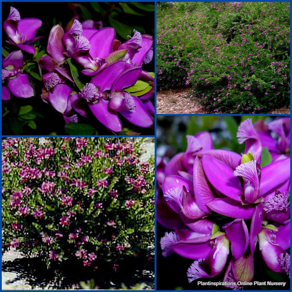 Polygala Dazzler Myrtifolia X Dalmaisiana Sweet Pea Shrub Purple Dwarf