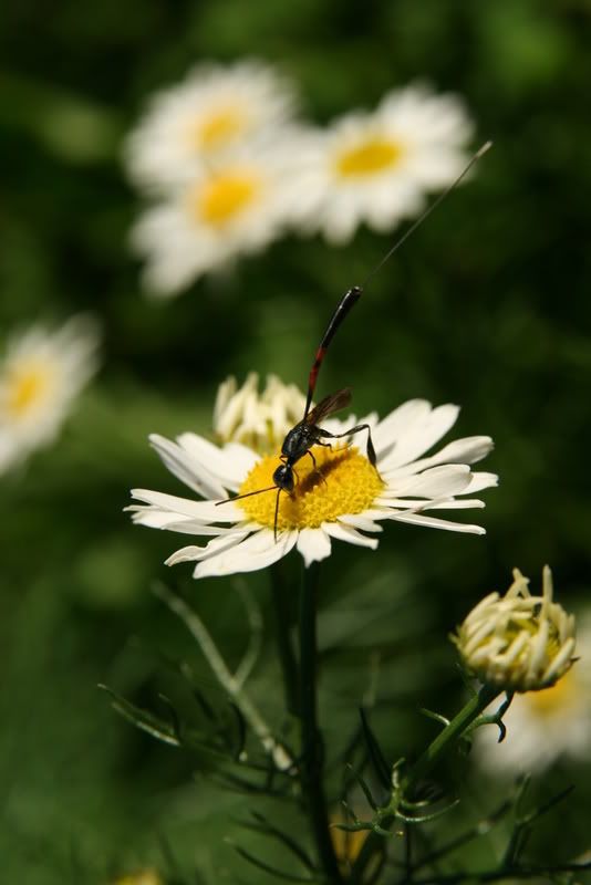 IMAGE: http://i183.photobucket.com/albums/x309/Q_Jim/IMG_2726.jpg