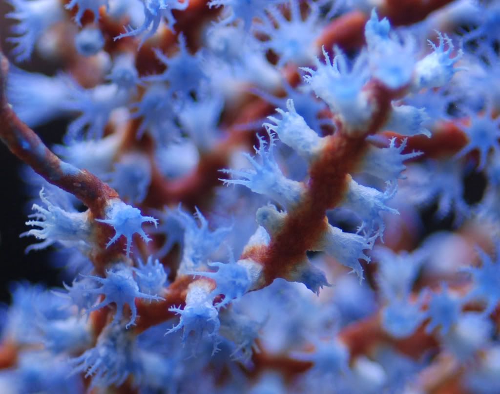 Blueberry Gorgonian