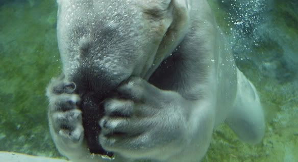 Pictures Of Polar Bears Swimming. Photobucket