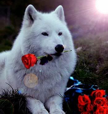 Wolf &amp; Red Roses