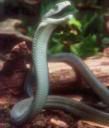 black-mamba.jpg