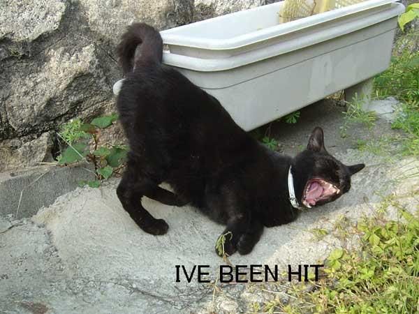 Ivebeenhit.jpg