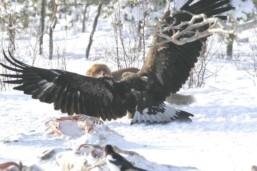 eagle2.jpg