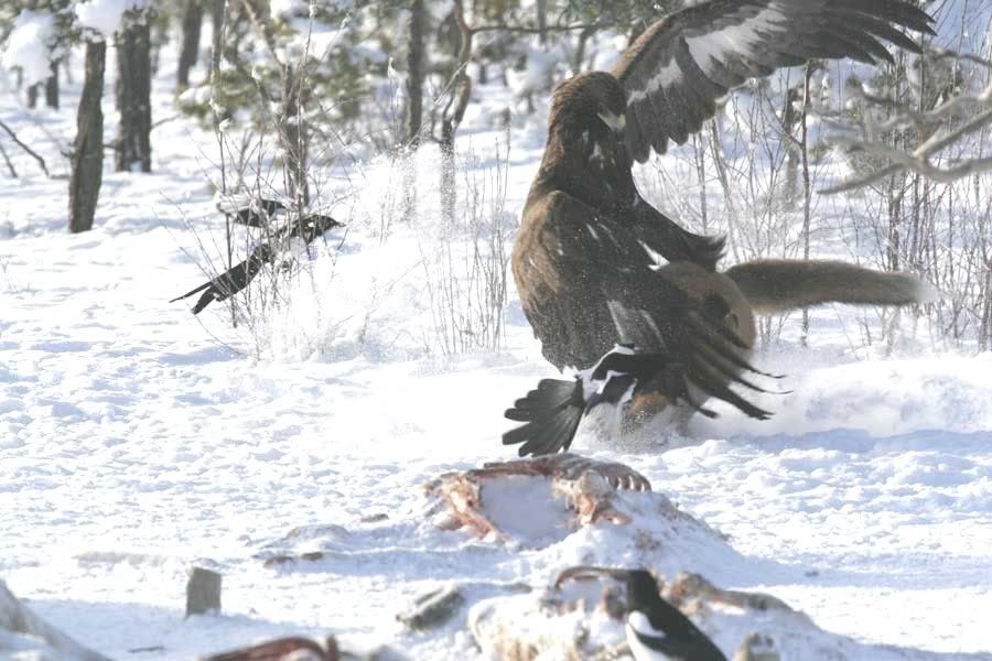 eagle4.jpg