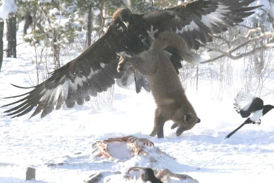 eagle5.jpg