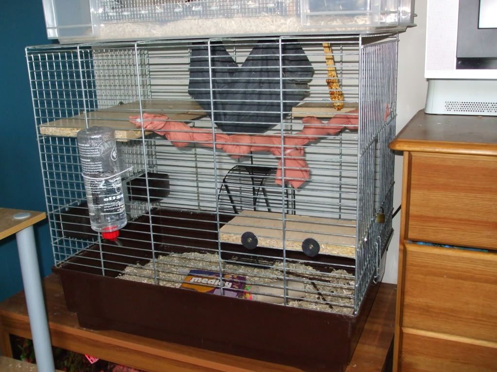 W Midlands breeder mice, cages and lab cages Reptile Forums