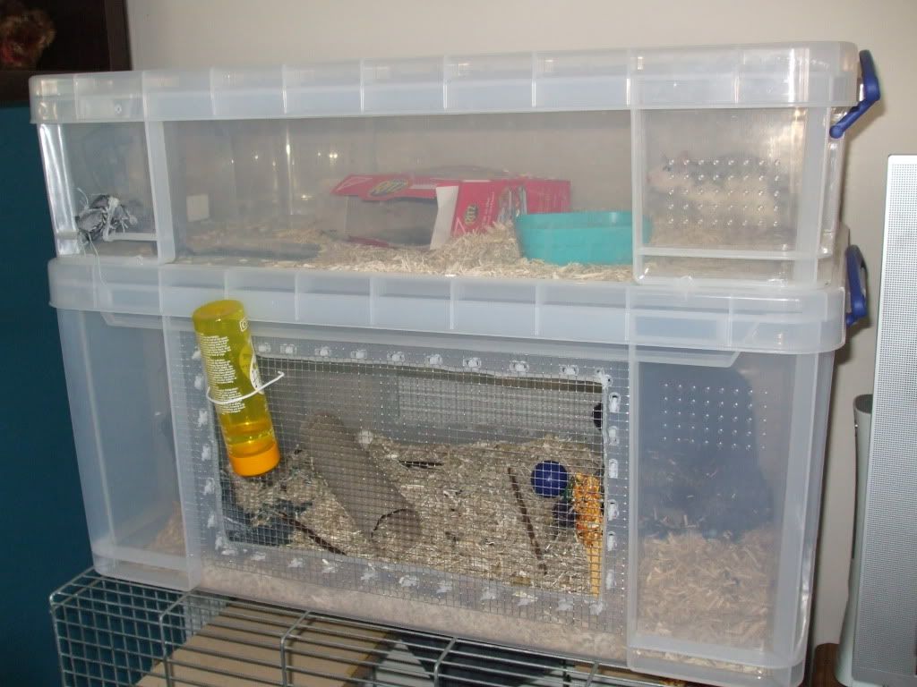 W Midlands breeder mice, cages and lab cages Reptile Forums