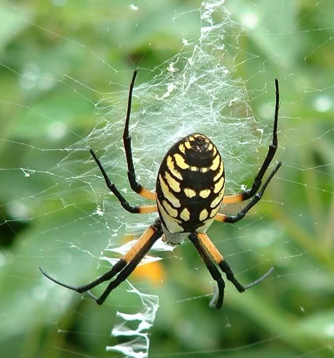 An enormous spider web has been found at Lake Tawakoni State Park