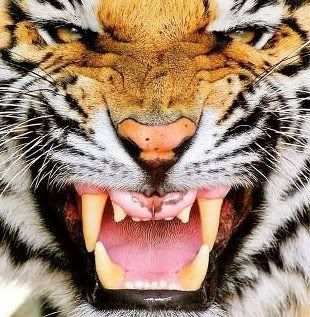 female tiger photo: Tiger Tiger.jpg