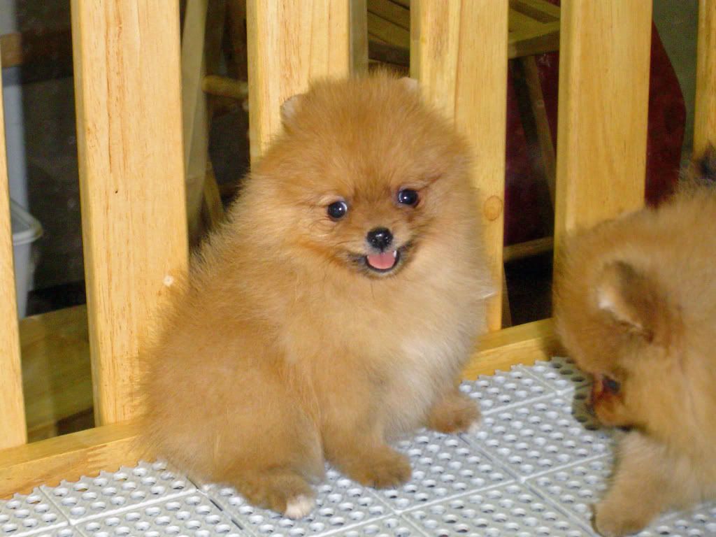 Miniature Dogs For Sale Photo by ricktan1983 Photobucket