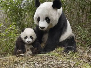 panda Pictures, Images and Photos