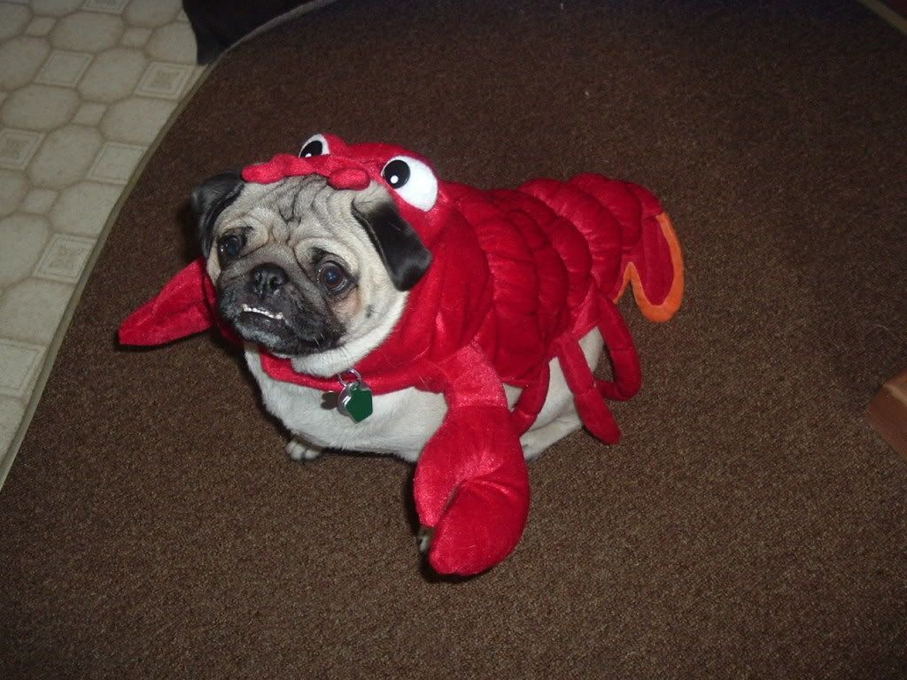 gizmosbday002.jpg Halloween Costume image by rnl2006