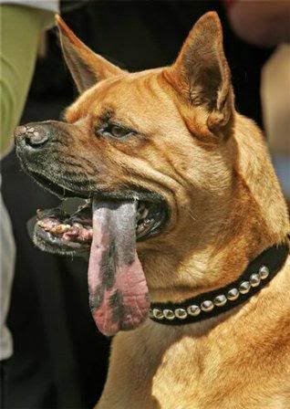 犬新聞 世界最醜狗chomper醜到咬牙切齒 雅典博美 就是愛博美犬 就是博美痴 隨意窩xuite日誌