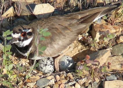 Kildeer photo