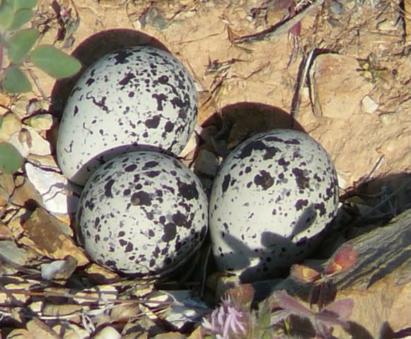 Kildeer eggs