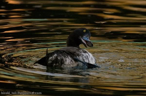 tufted duck,duck