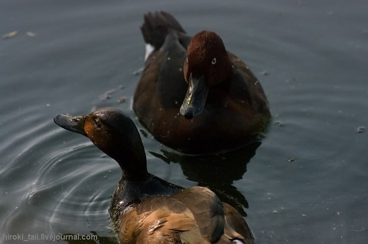 white-eyed pochard,duck