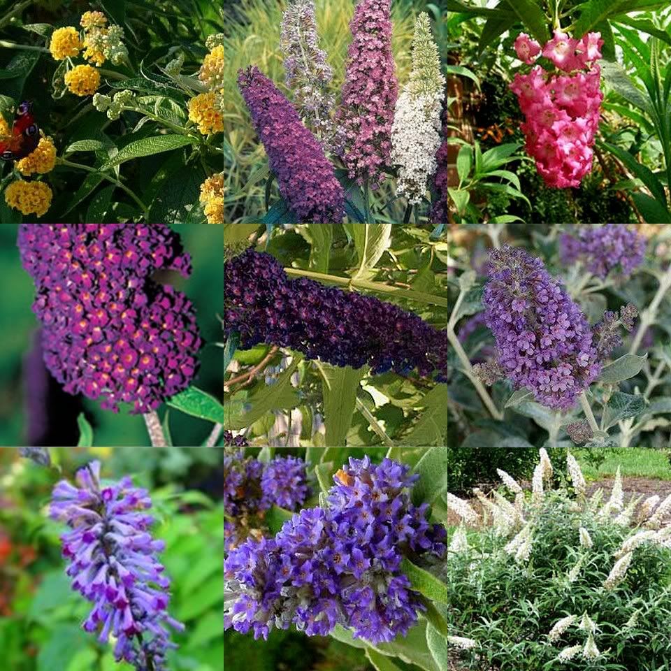 8 Buddleia Mix 4 Types Butterfly Bush Buddleja Flowers Tough Garden ...