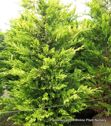 10 Gold Rider Cypress Conifer Hedge Tuf Garden Plant Cupressocyparis x ...