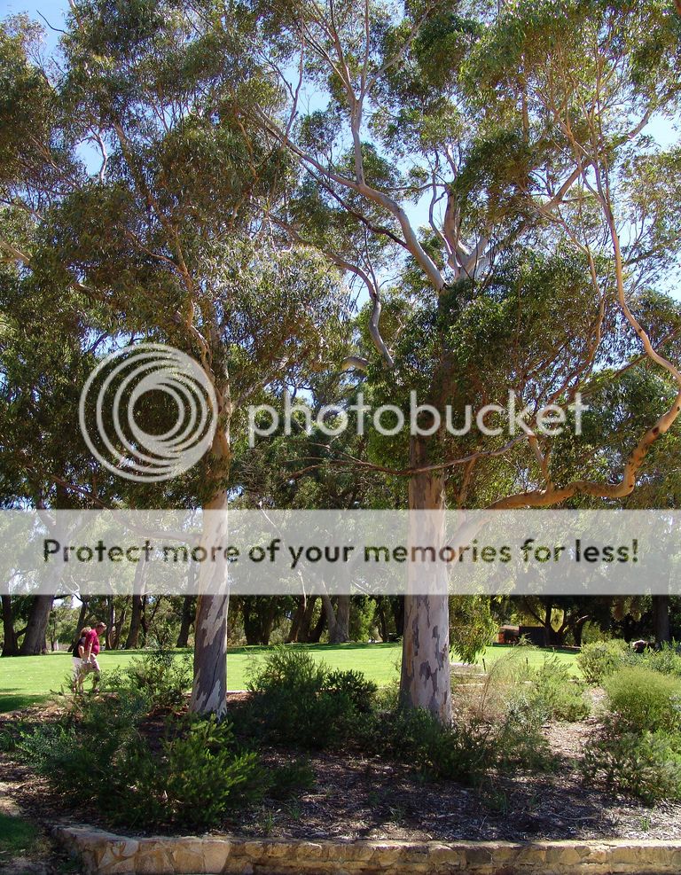 Plant Inspirations plant nursery sales online delivered australia