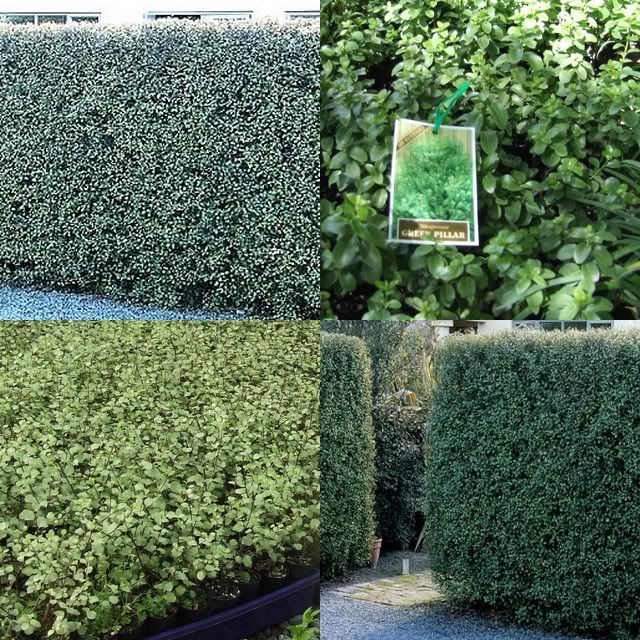 8 Pittosporum James Stirling Hedge Fast Screen Plants Bonsai Topiary ...