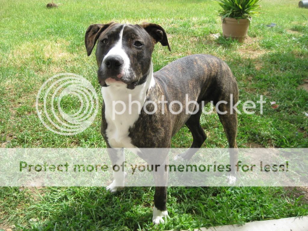 Amstaff,APBT,Mix your opinion? - Pitbulls : Go Pitbull Dog Forums