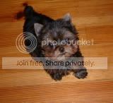 YORKiE :]] Pictures, Images and Photos